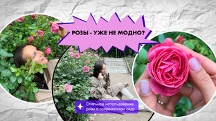 Розы