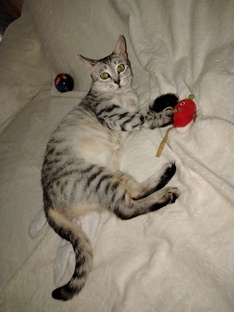 Знакомство с нами