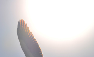 Здоровая психология