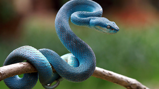 Змея. Совместимость в работе с другими животными