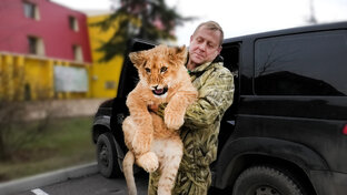 Асада, Шерхан и Симба