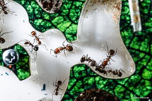 Муравьиная ферма