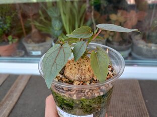 Каудексные суккуленты