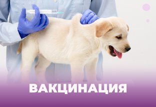 Вакцинация животных