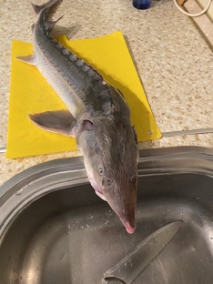 Блюда из рыбы