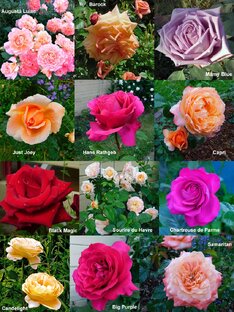 Розы по цветовой гамме