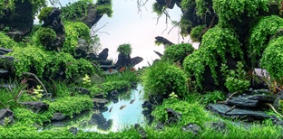 аквариумные растения 