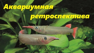 Аквариумная ретроспектива
