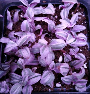 Укоренение, формирование растений.