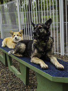 Оборудование "Собакин город"