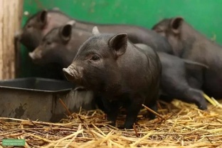 Вьетнамские пухляши 🐷