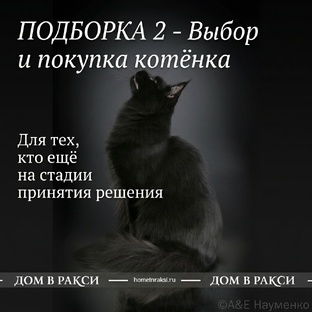 Выбор и покупка котёнка