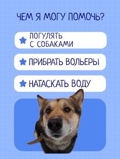 Как помочь собакам