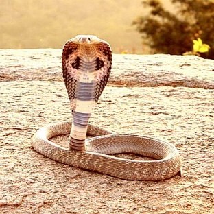 Очковая змея: правда, мифы и смертельный яд