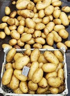 Картофель