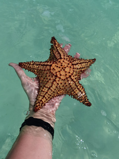 Латинская Америка