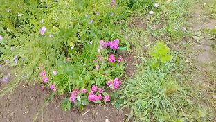 ОБЗОР ОГОРОДА ОТ МИХАИЛА