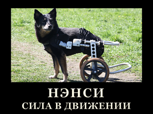 Нэнси | Сила в движении
