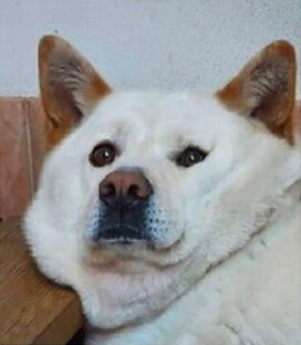 Юмор со всего мира