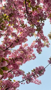 Вишневое дерево 