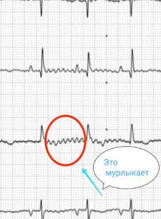 Анализы кота Персика. 