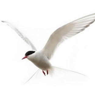 Полярная крачка: птица, которая летает от полюса к полюсу