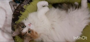 Кошки