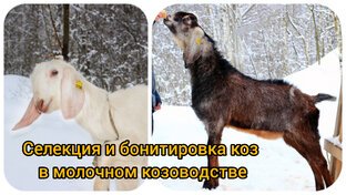 Селекция и бонитировка коз в молочном козоводстве. 