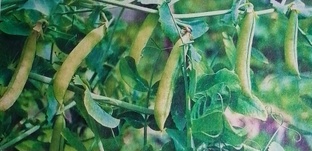 Всё о бобовых