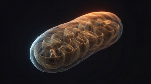 МИТОХОНДРИАЛЬНОЕ ЗДОРОВЬЕ