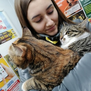 кошки 