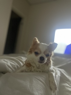 Подборка кошачья  и собачья