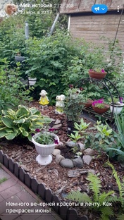 Цветы 💐  нашего сада