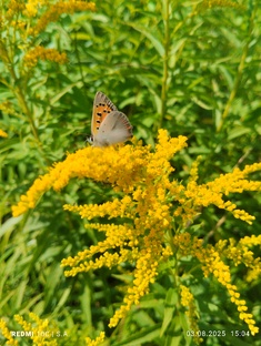 Удивительный мир рядом, или по тропам дикой природы 