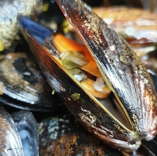 РЫБА И МОРЕПРОДУКТЫ 🐟🦐🦑🐙🦞🦀