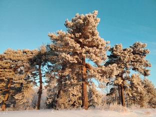 Сибирский Бор | Зима