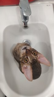 СМЕШНОЕ