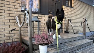 Вопрос -Ответ 