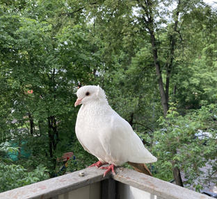 Голуби в городе и в культуре
