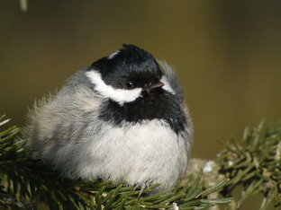 Птицы и звери МО 