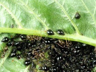 Борьба с насекомыми- вредителями