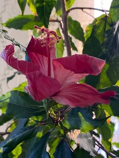 Цветут - не цветут