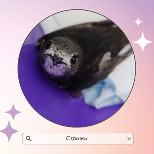 Стрижи, выкармливание 😘