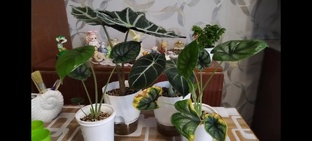 Мои Алоказии 