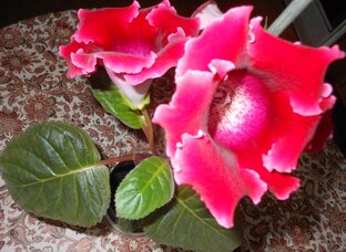 СЕМЬ ПИСЕМ ИЛИ УРОКИ ЖИЗНИ И ЛЮБВИ, повесть 