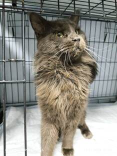 Породистые тоже плачут!