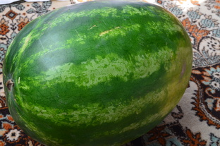 Выращивание дынь и арбузов