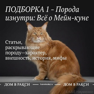 Порода изнутри: всё о мейн-куне