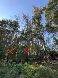 Спил деревьев