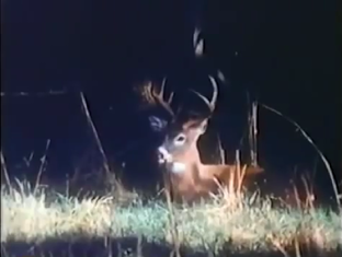 Природа и животные